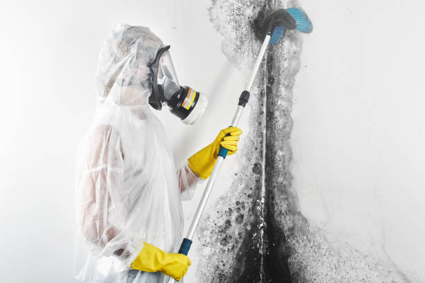 Best Commercial Mold Inspection  in New Baden, IL