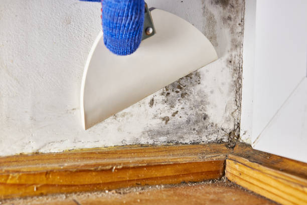 Mold Documentation for Insurance Claims in New Baden, IL